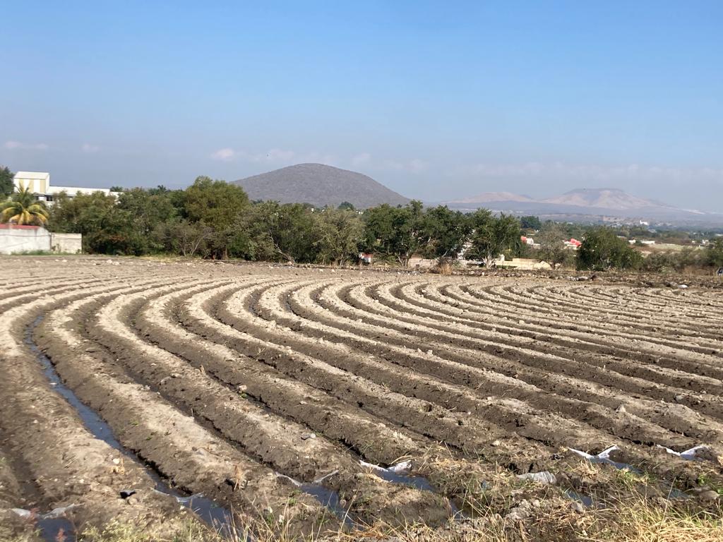 La disminución de 850 toneladas en el cultivo de arroz durante el ciclo escolar 2022 en el molino de Jojutla en comparación con el año pasado, es una tema multifactorial: falta de agua suficiente por el crecimiento de la mancha urbana; alza de insumos; que es mejor pagada la caña y se tienen prestaciones; y que no hay tierras suficientes o cultivables para esta gramínea, así como la falta de manos para el agro