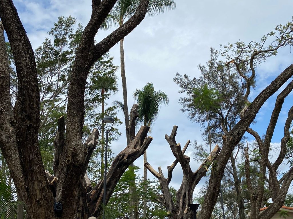 Investigará y sancionará Fiscalía Ambiental sobre tala de árboles en la capital.