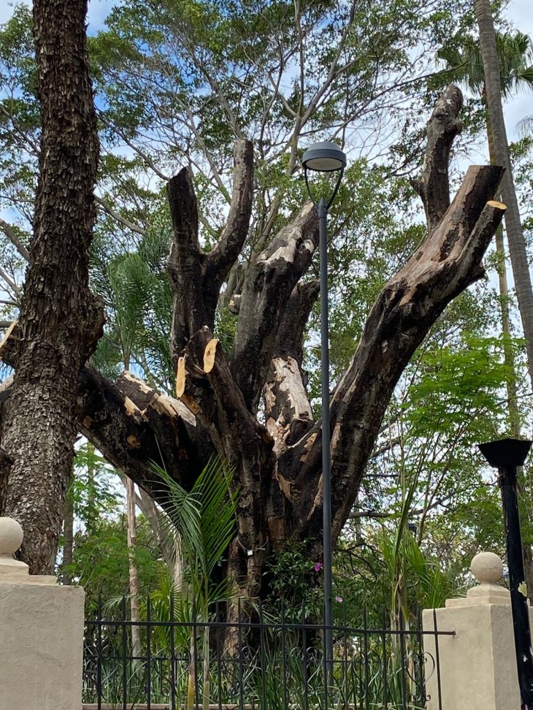 Investigará y sancionará Fiscalía Ambiental sobre tala de árboles en la capital.