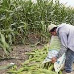 La imagen actual no tiene texto alternativo. El nombre del archivo es: campo-y-cosechas.jpg