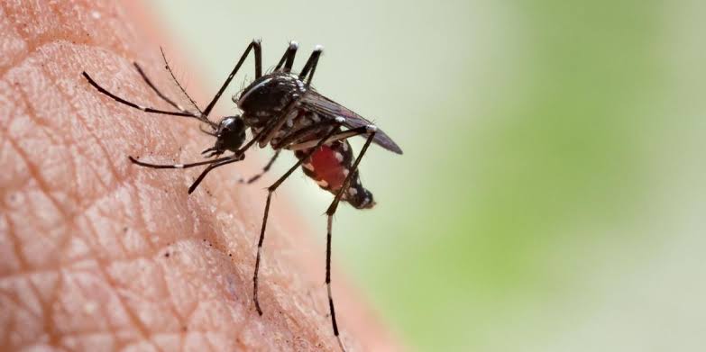 Debido a los altos índices de enfermedades por las picaduras de mosquitos de los virus del Dengue, Zika y Chikungunya, Servicios de Salud Morelos mandó prevenir a las mujeres embarazas con recomendaciones que establecieron para eludir los riesgos en la preñez.