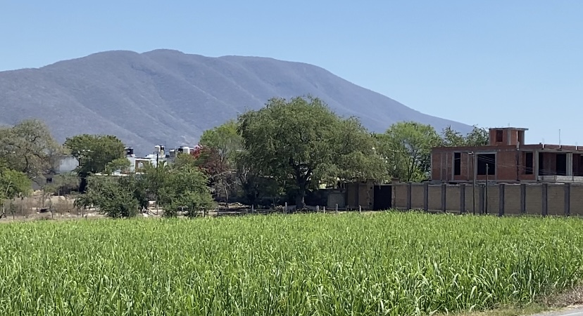 Por sequía, producción de caña en Zacatepec cayó por mitad.