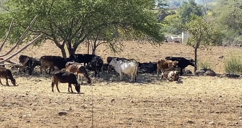 Buscan agua y aumentan accidentes de vacas en barracas de Cuernavaca