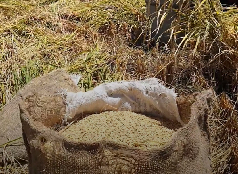 Arroz de Jojutla, uno de los mejores del mundo, está listo para la siembra.