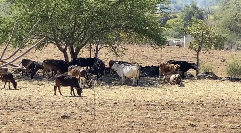 Sin reportes de carne contaminada con clembuterol en la región sur.