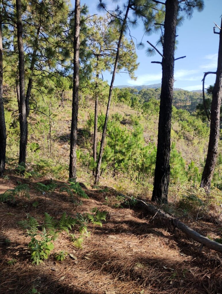 Pobladores de Santa María Ahuacatitlán reforestan pero no pueden solos, piden ayuda.