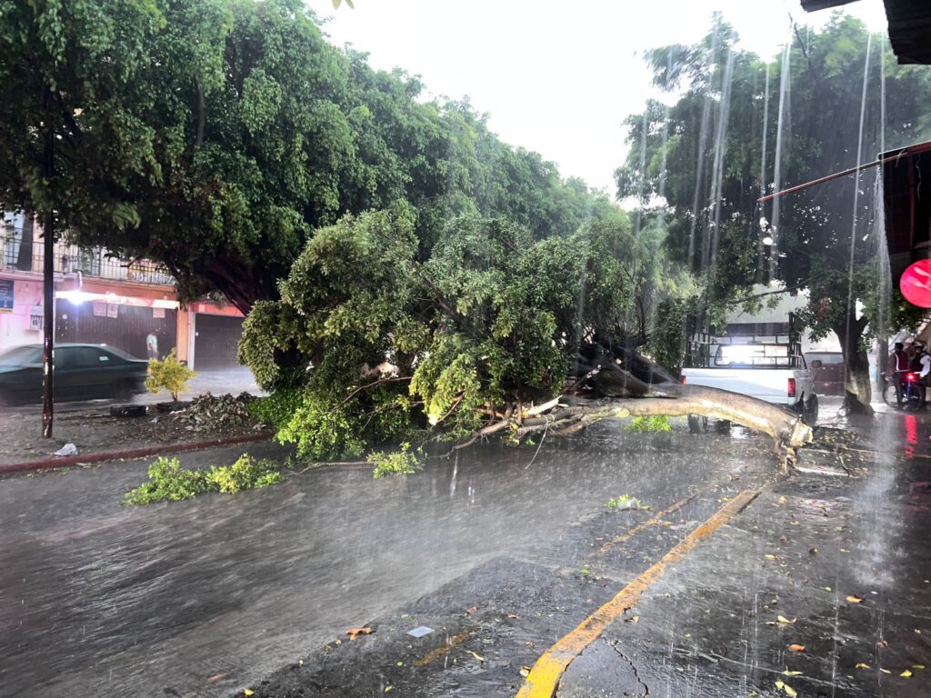 La imagen actual no tiene texto alternativo. El nombre del archivo es: arboles.jpg